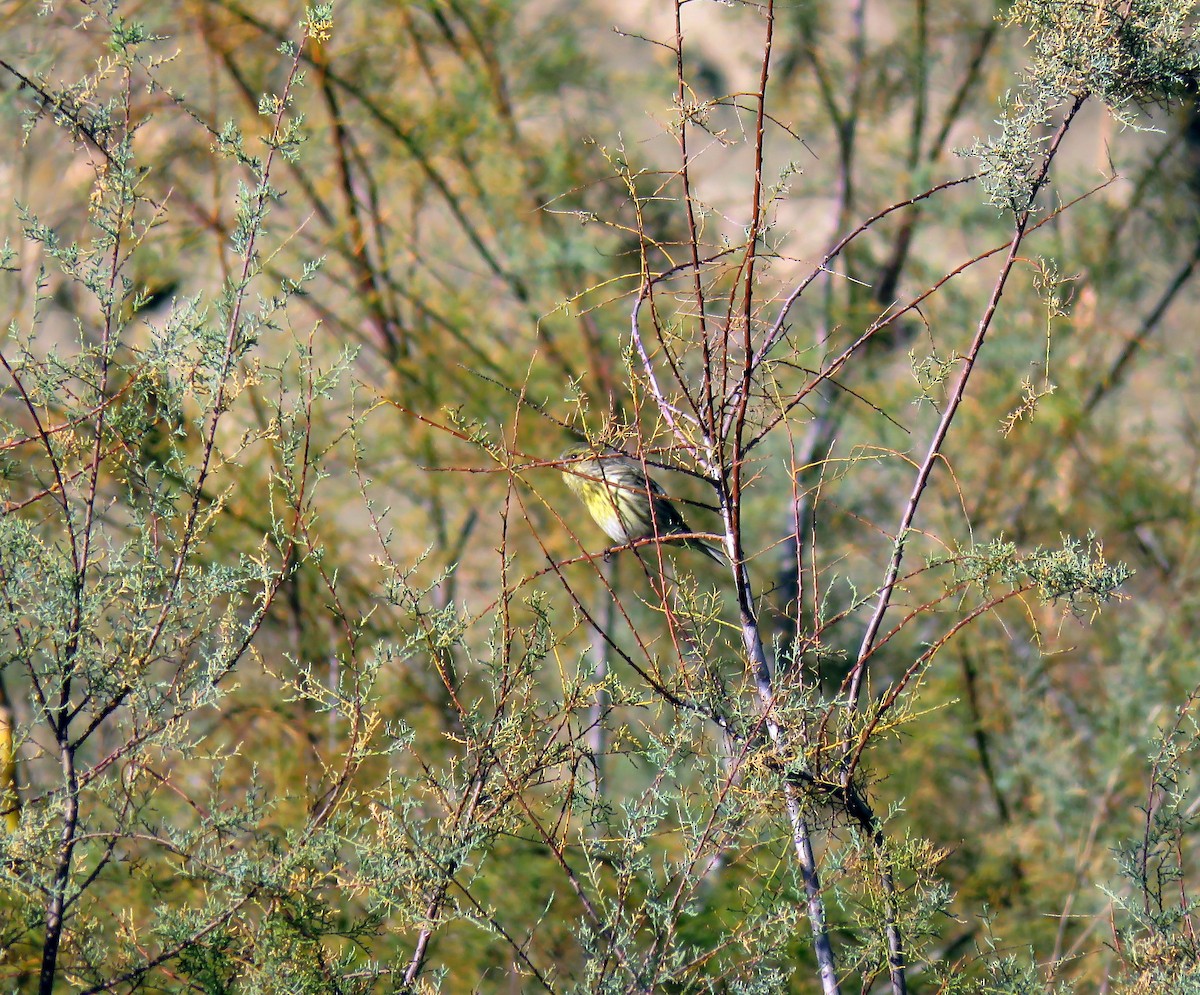 בזבוז אירופי - ML646453308