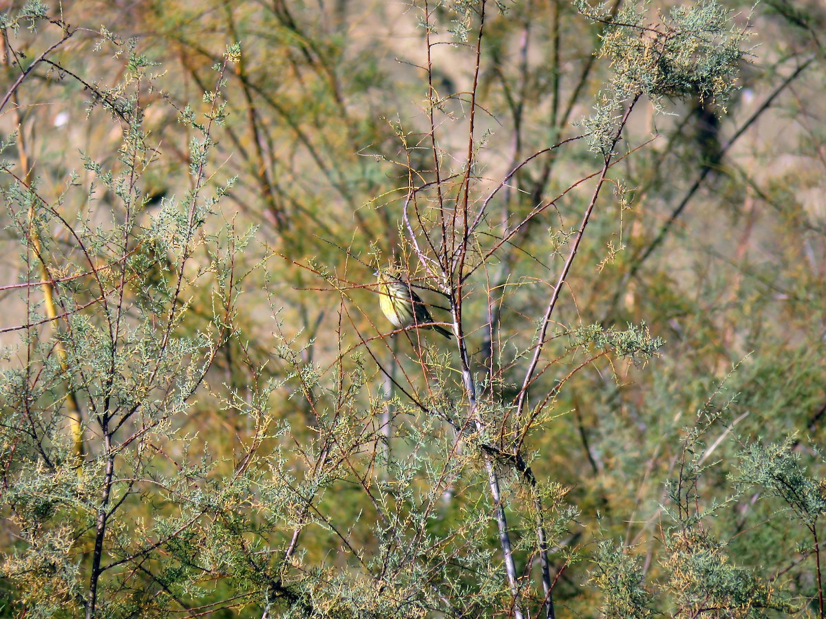 בזבוז אירופי - ML646453309