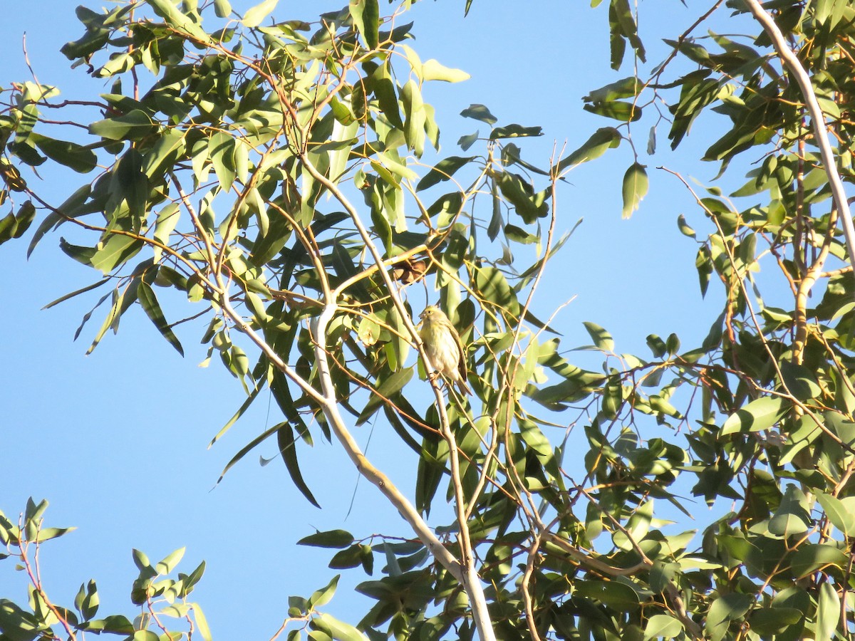 בזבוז אירופי - ML646453310