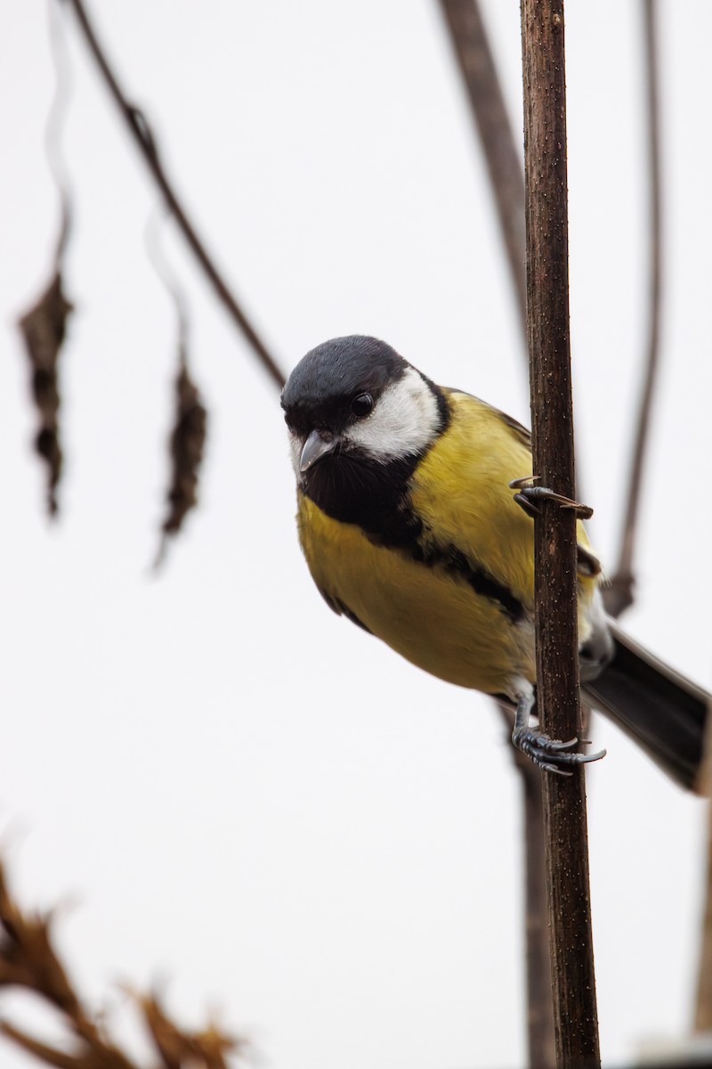 ヨーロッパシジュウカラ - ML646453312