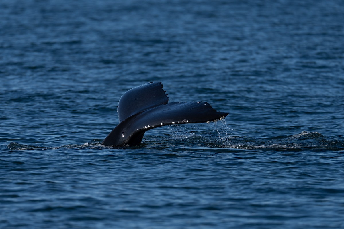 Humpback Whale - ML646453314