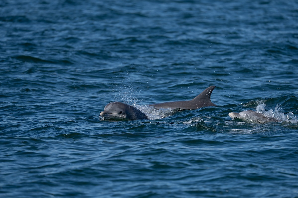 Tamanend's Bottlenose Dolphin - ML646453315