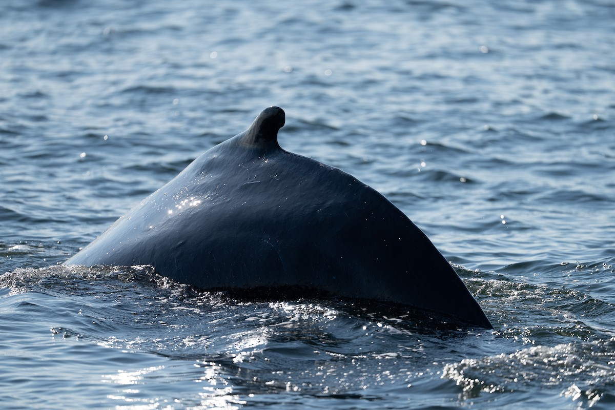 Humpback Whale - ML646453316