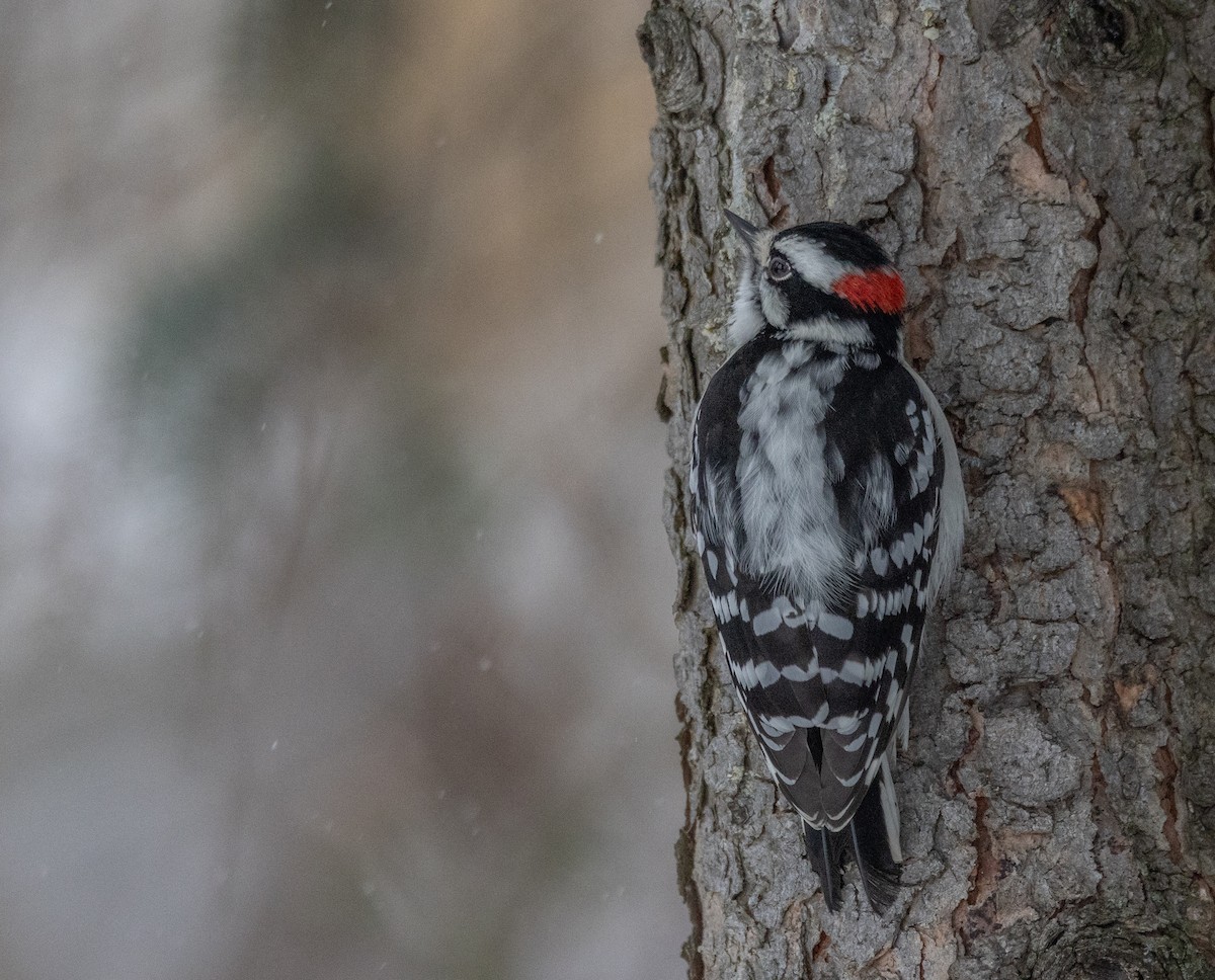 Downy Woodpecker - ML646453320