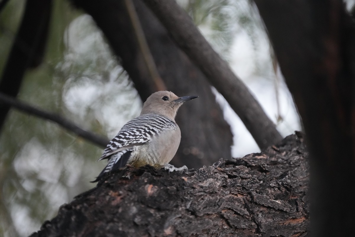 Gila Woodpecker - ML646453321