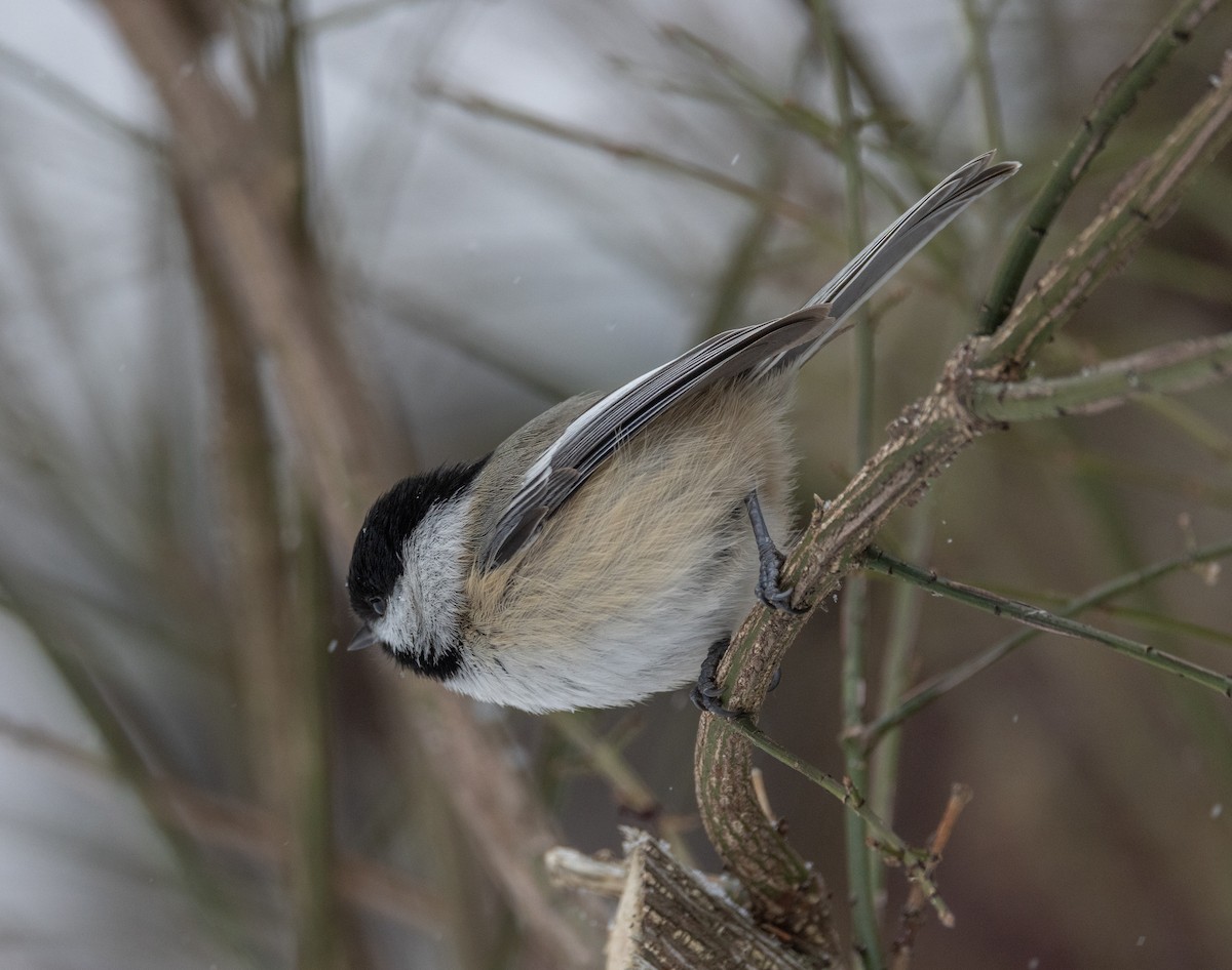 Black-capped Chickadee - ML646453328