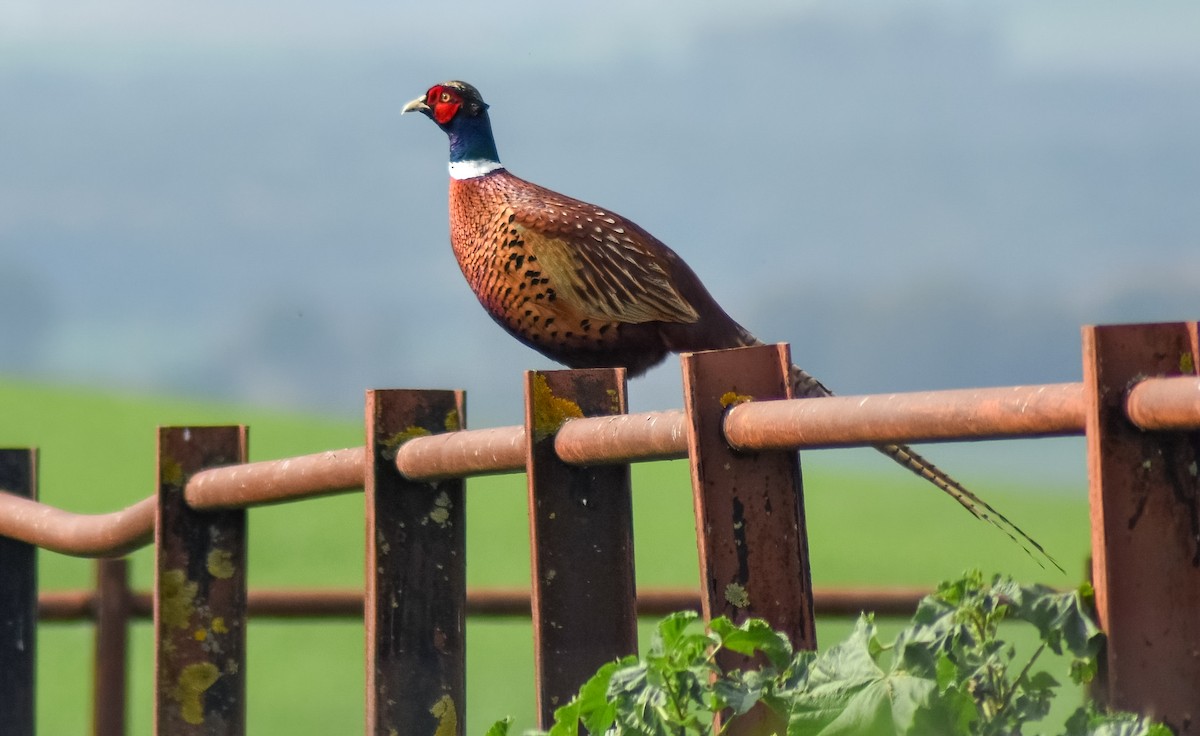 bažant obecný - ML646453329