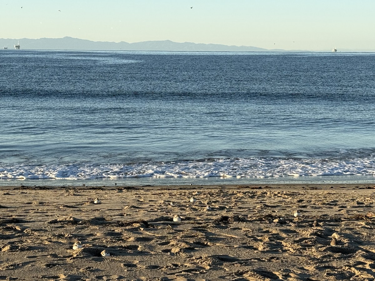 kulík západní - ML646453330