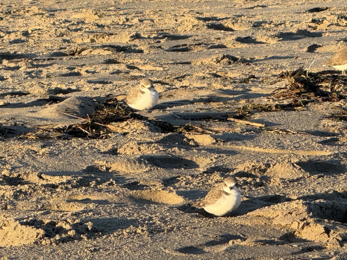 kulík západní - ML646453332