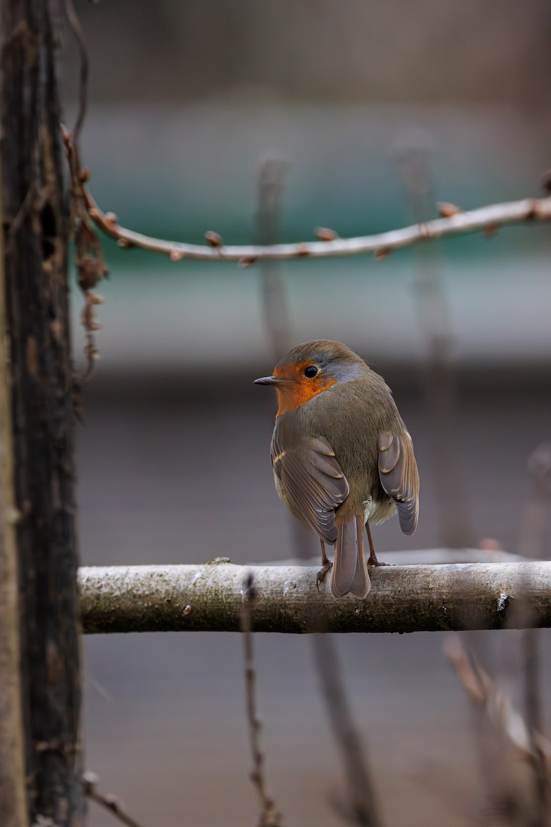 ヨーロッパコマドリ - ML646453333