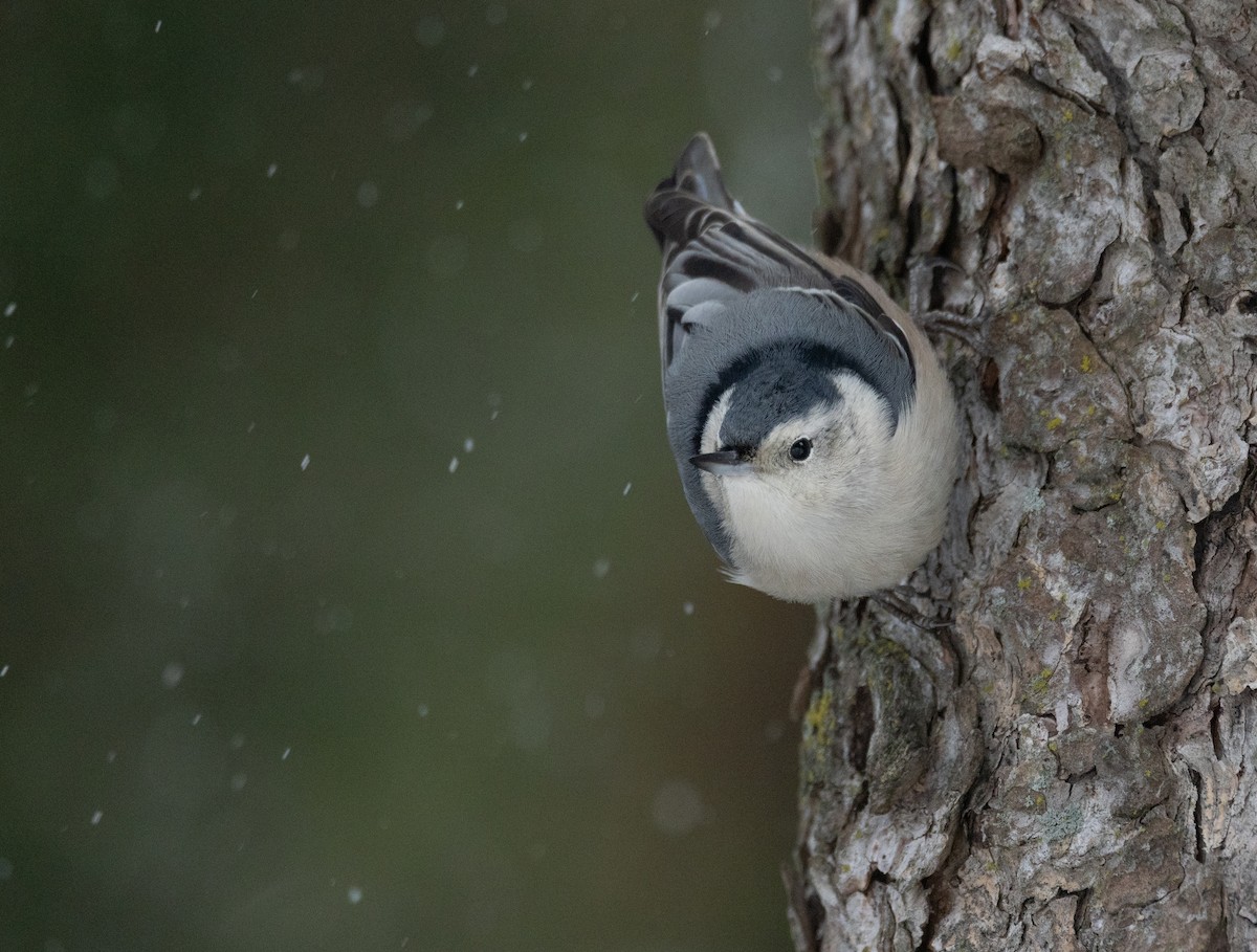 White-breasted Nuthatch - ML646453341