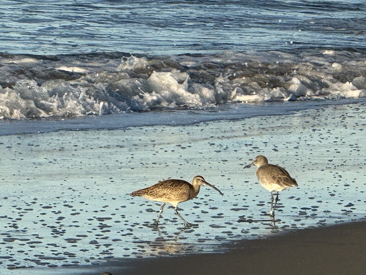 koliha hudsonská - ML646453344