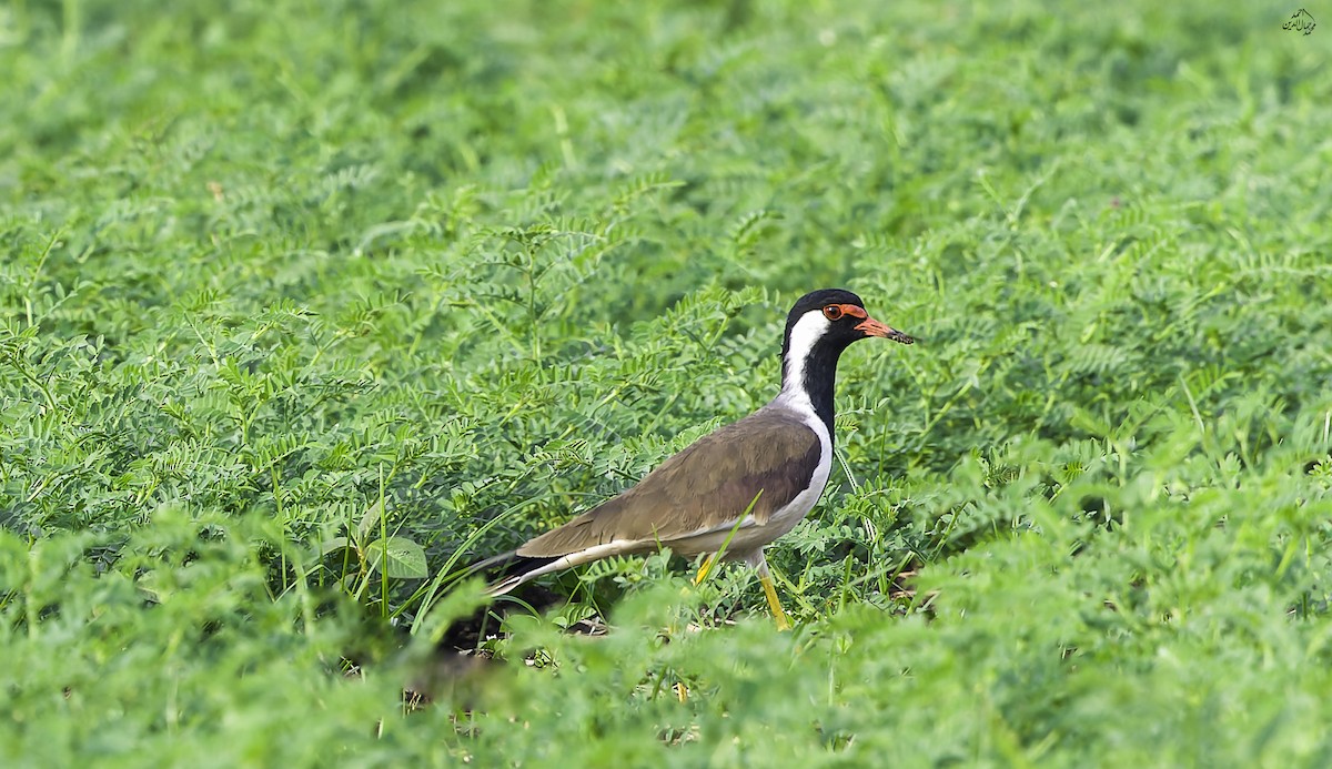 Red-wattled Lapwing - ML646453346