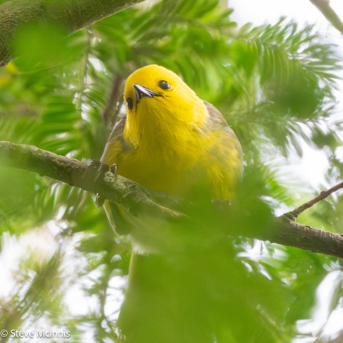 Sarı Başlı Mohua - ML646453347