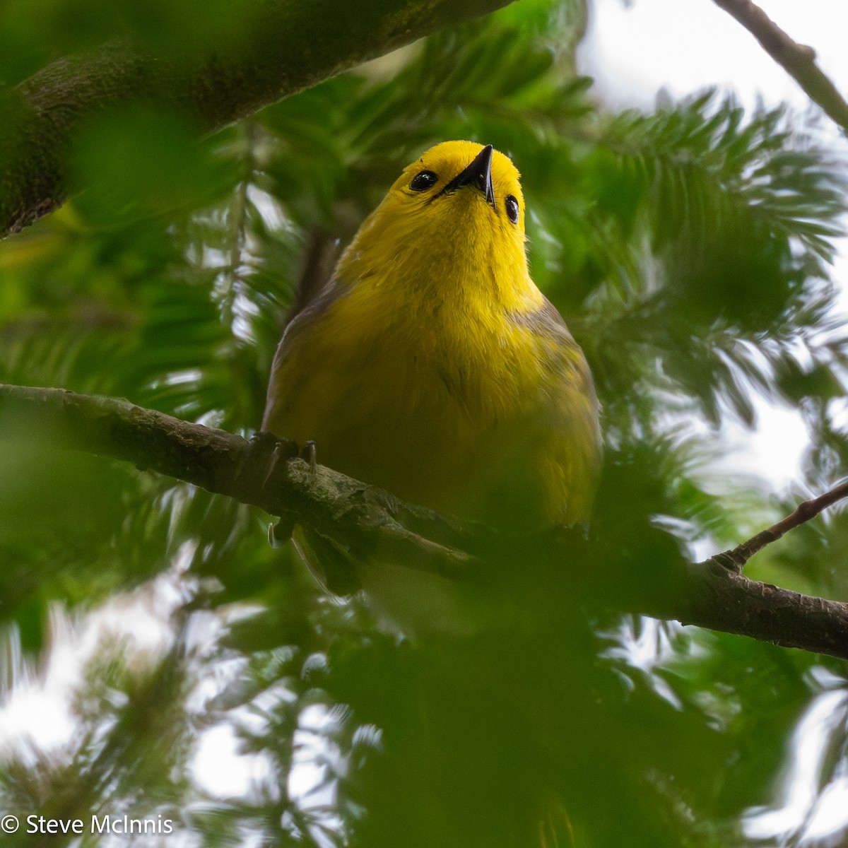 Sarı Başlı Mohua - ML646453348