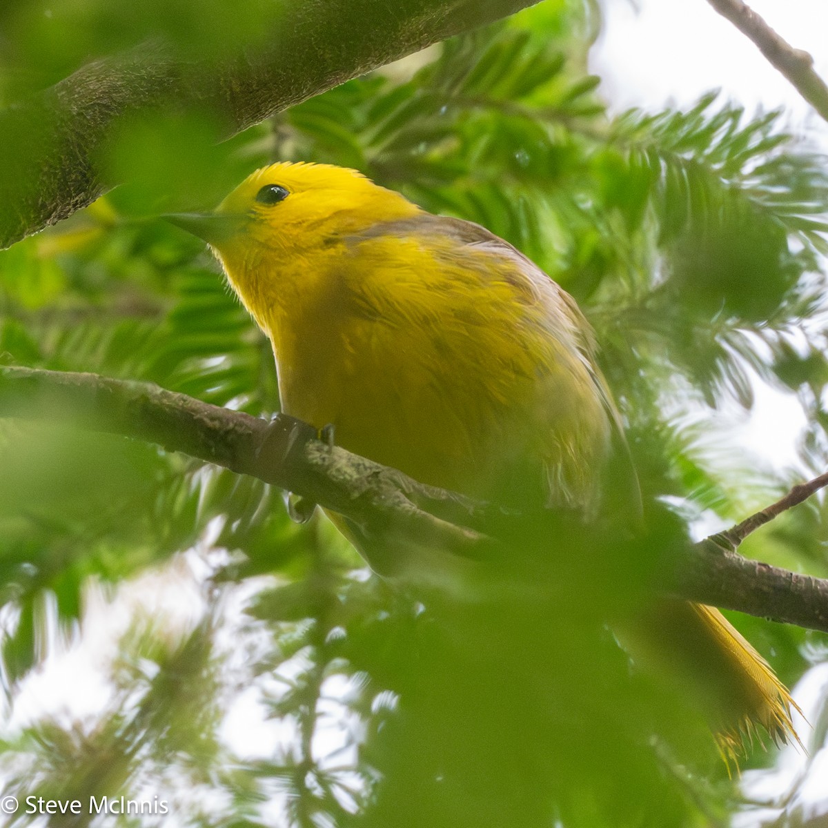 Sarı Başlı Mohua - ML646453349