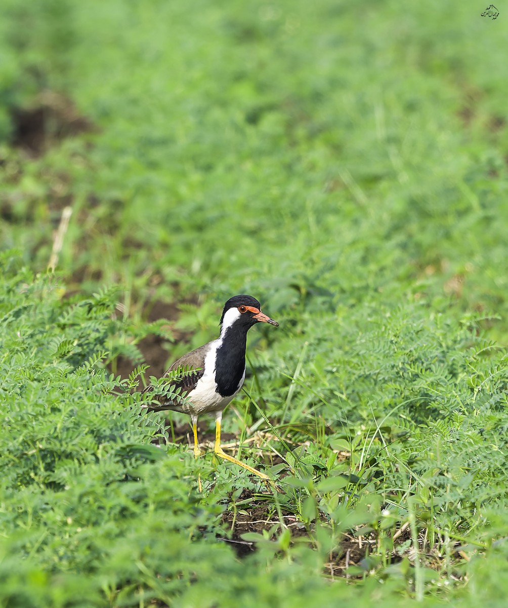 Red-wattled Lapwing - ML646453350