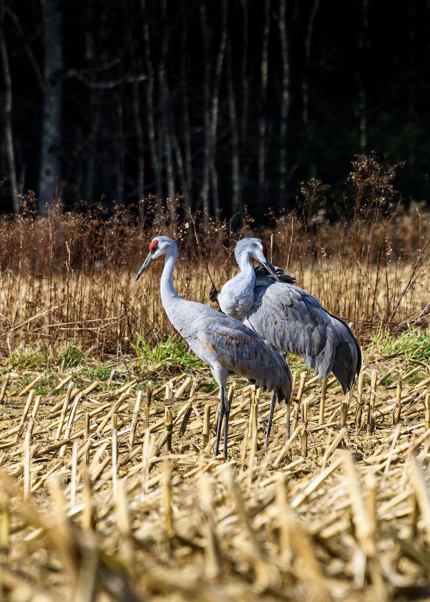 Sandhill Crane - ML646453351
