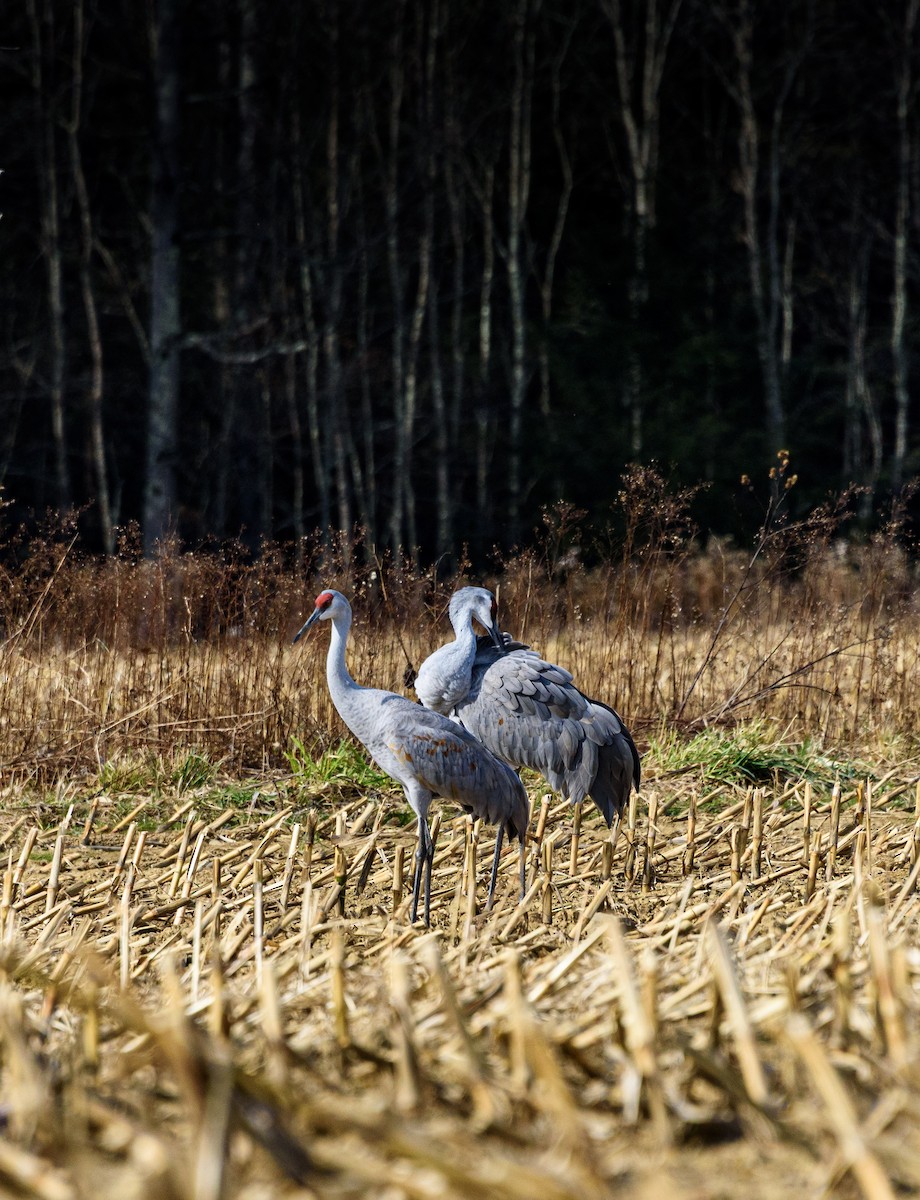 Sandhill Crane - ML646453352