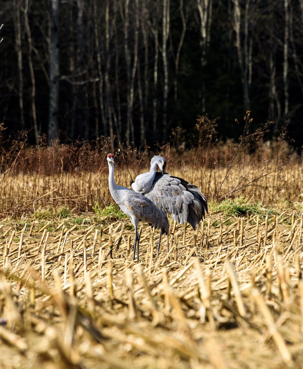 Sandhill Crane - ML646453353