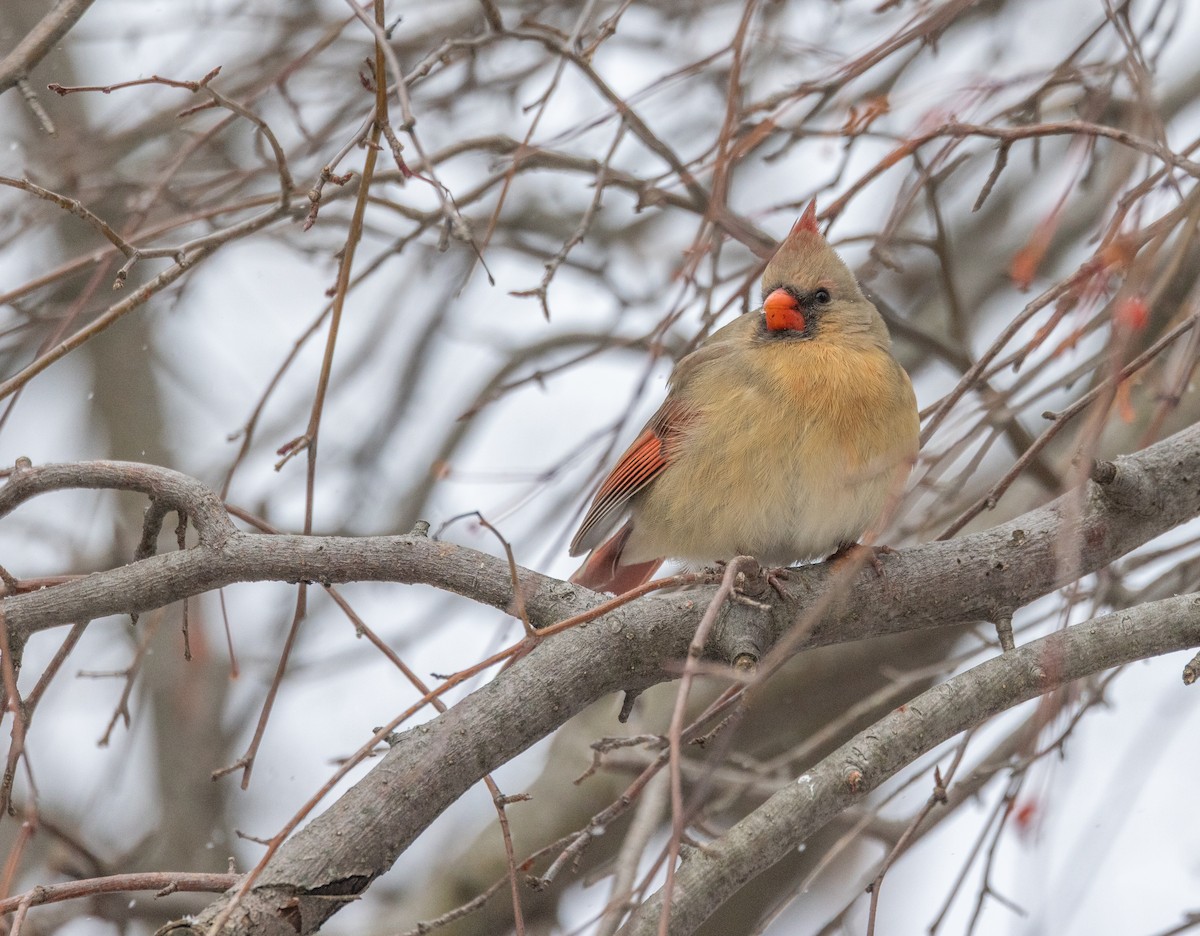 Northern Cardinal - ML646453355