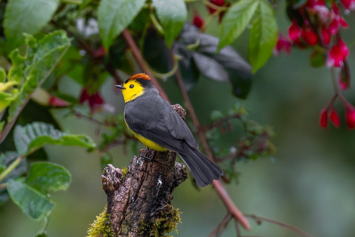 Collared Redstart - ML646453356