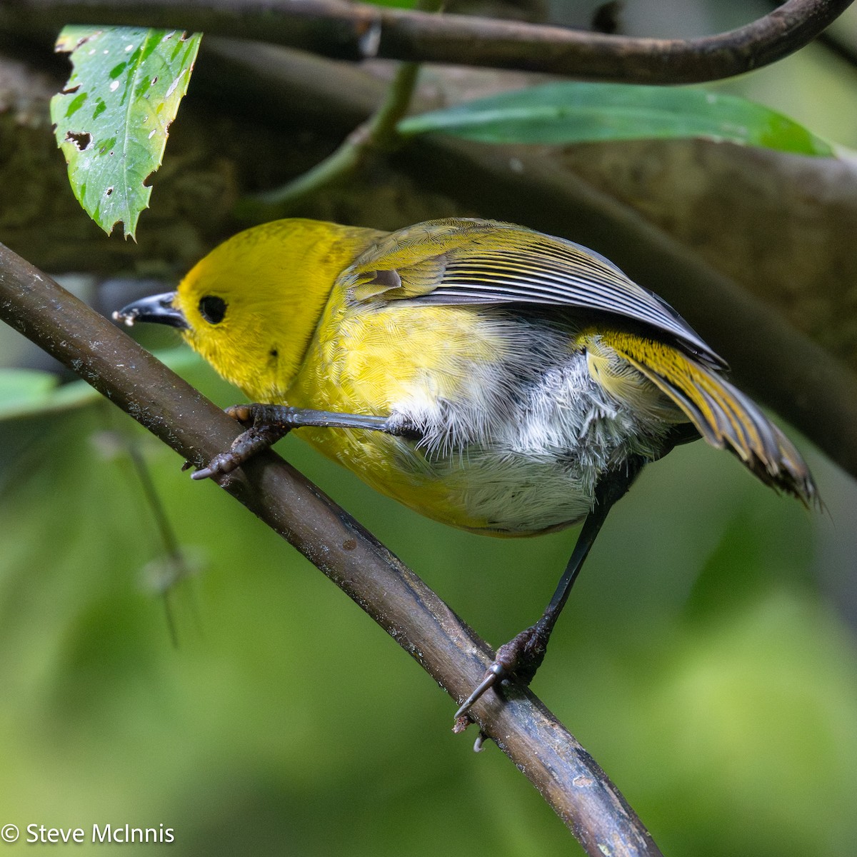 Sarı Başlı Mohua - ML646453358