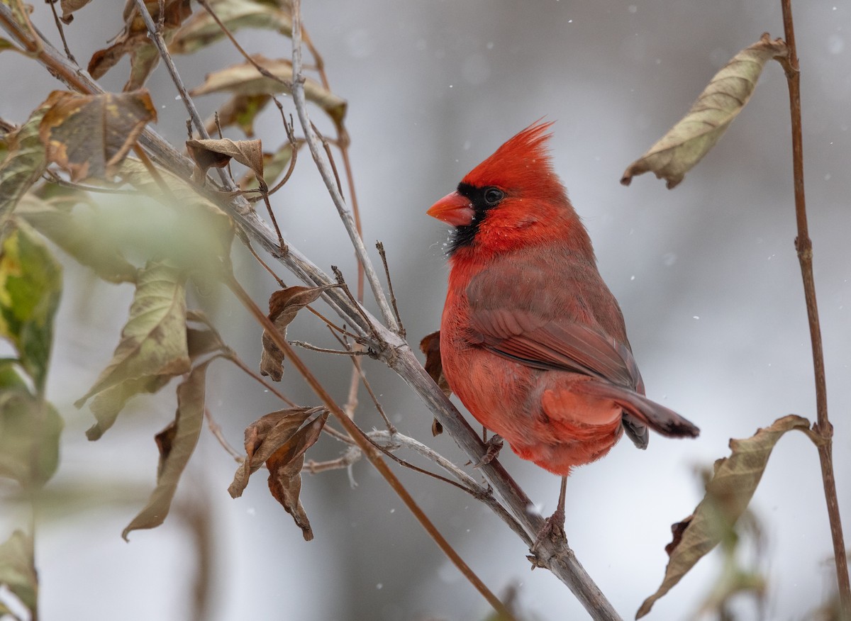 Northern Cardinal - ML646453359