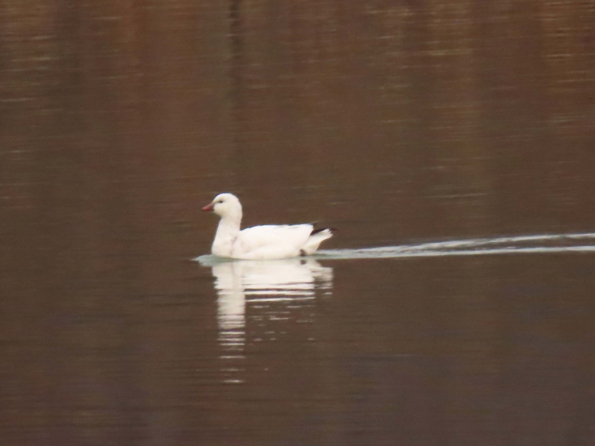 husa bělostná - ML646453362