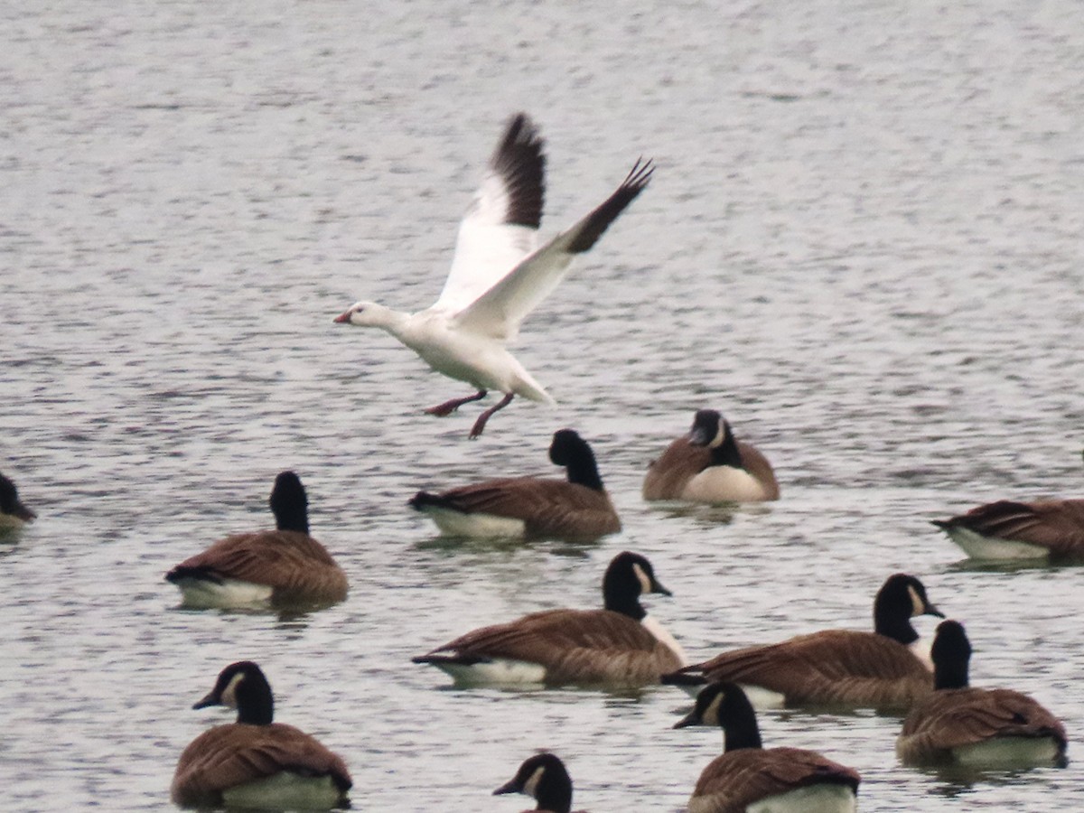 husa bělostná - ML646453363