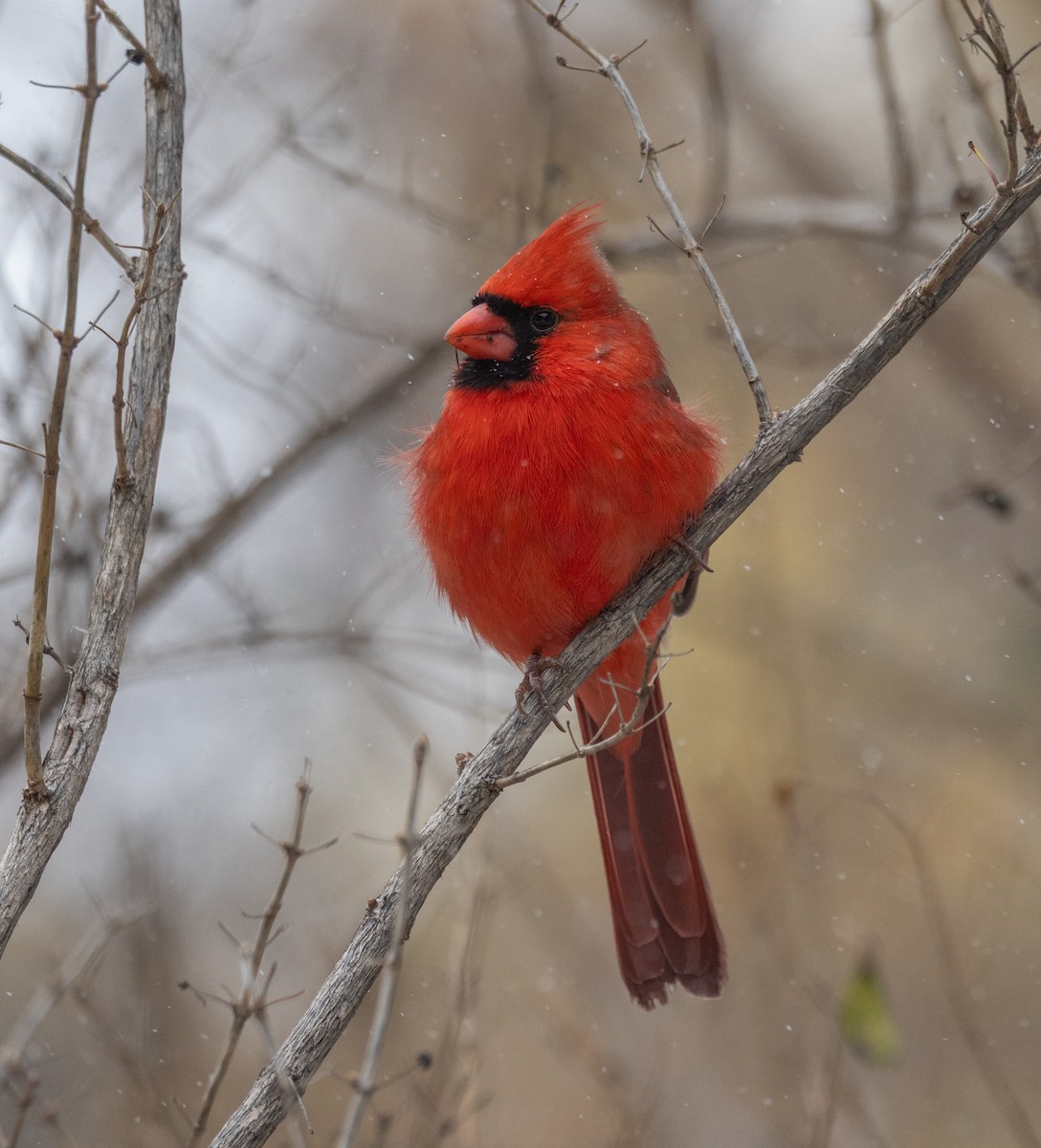 Northern Cardinal - ML646453365