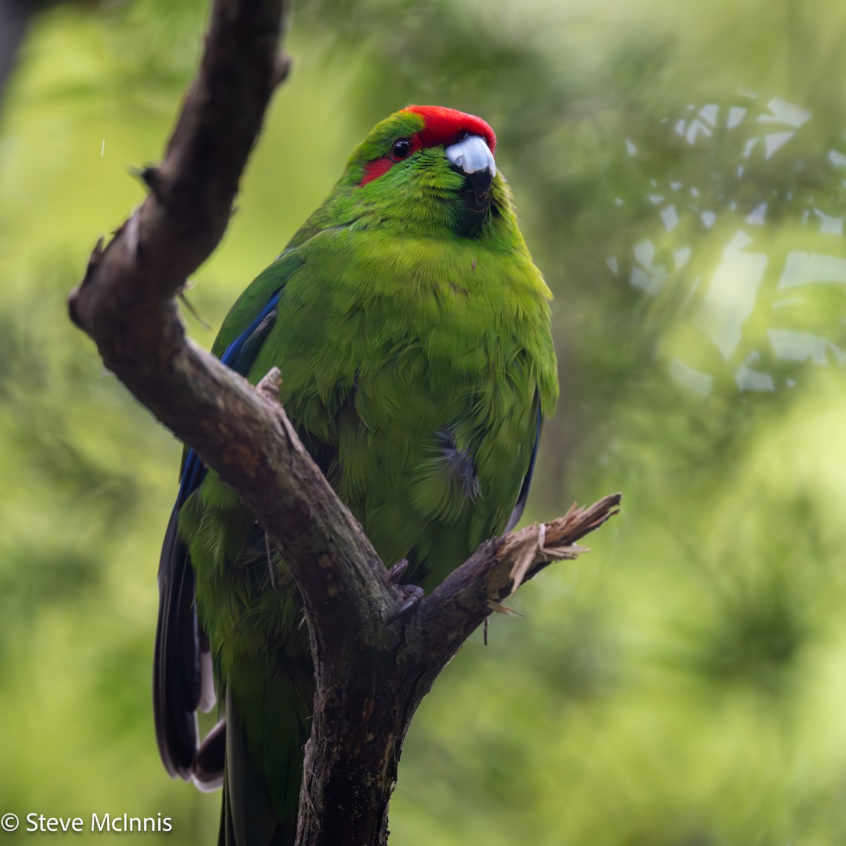 Al Alınlı Papağan - ML646453368