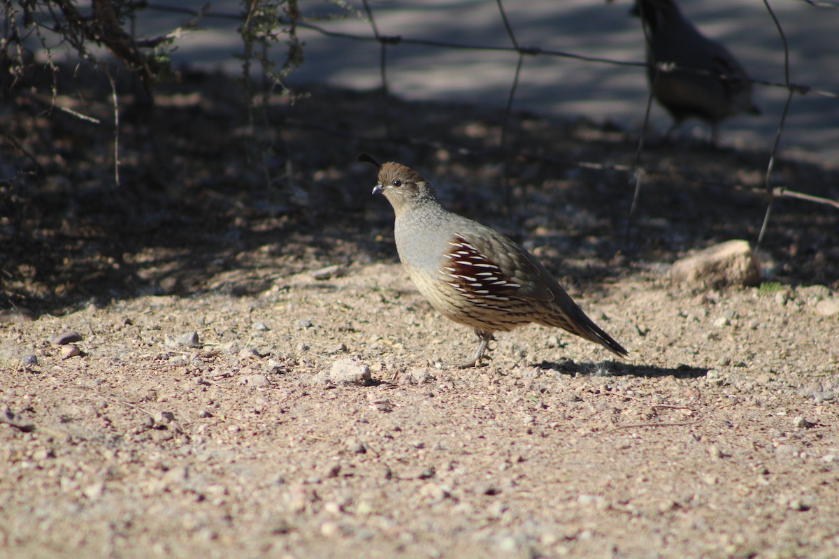 Gambel's Quail - ML646453370