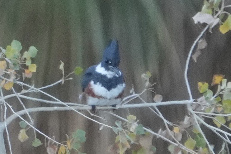 Belted Kingfisher - ML646453371
