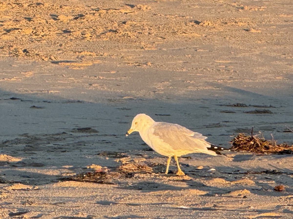 racek kroužkozobý - ML646453373