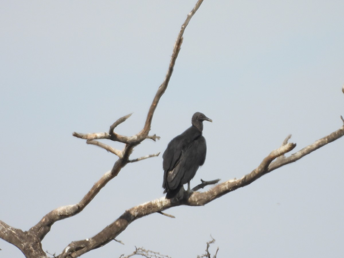 Black Vulture - ML646453374