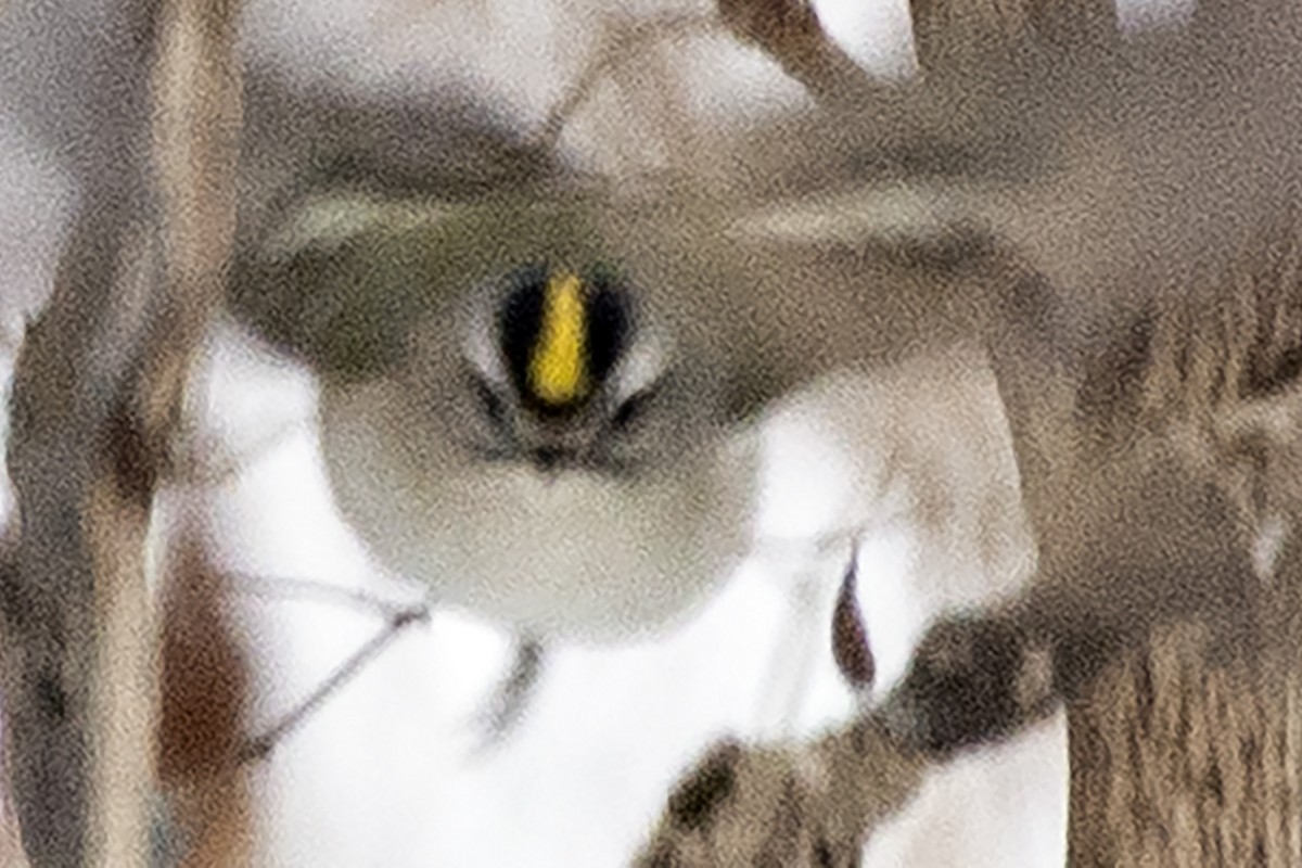 králíček zlatohlavý - ML646453375