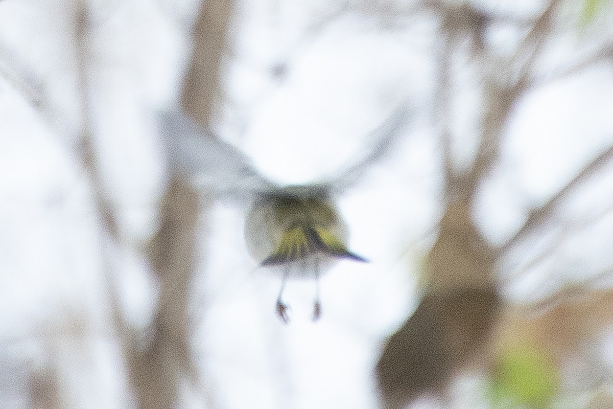 králíček zlatohlavý - ML646453376