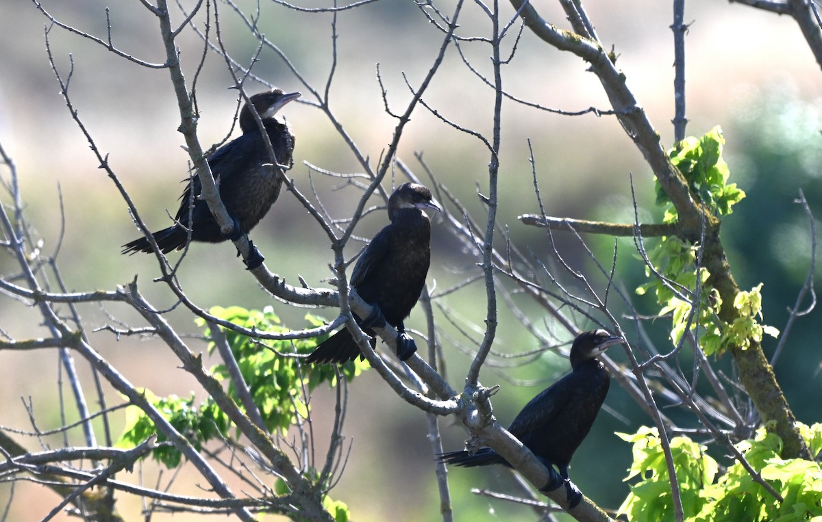 Баклан малий - ML646453379