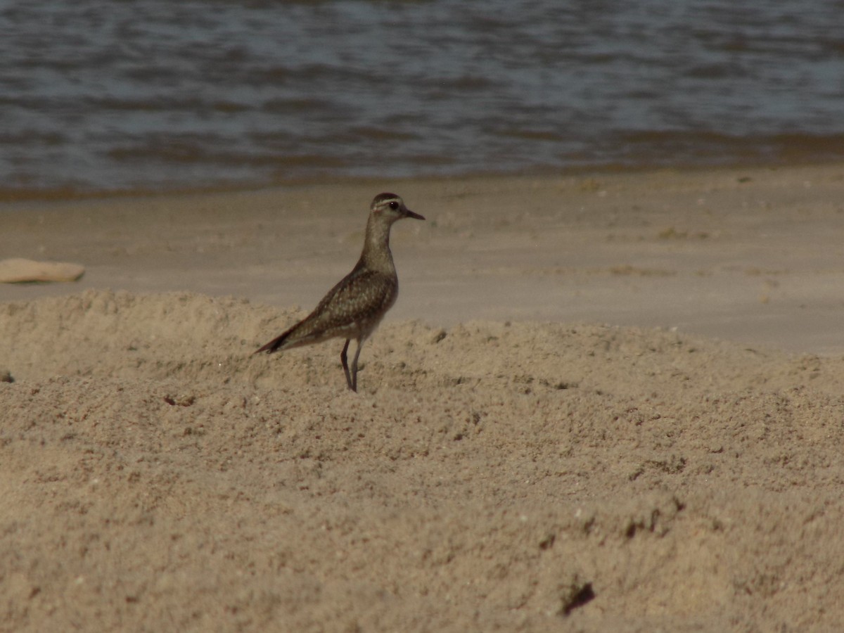 アメリカムナグロ - ML646453381