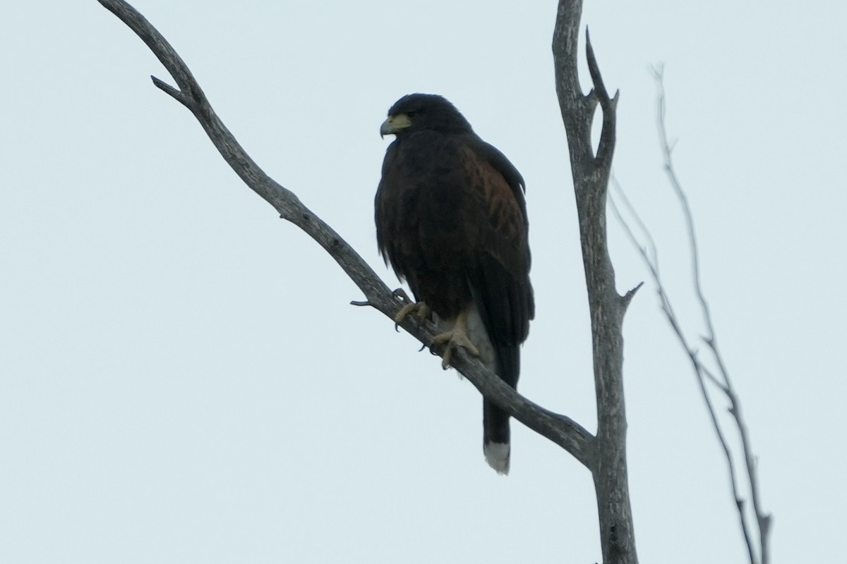 栗翅鷹 - ML646453382