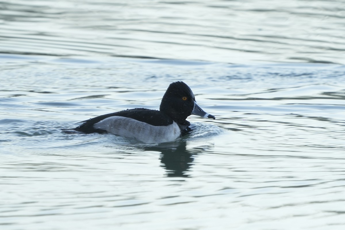 環頸潛鴨 - ML646453386