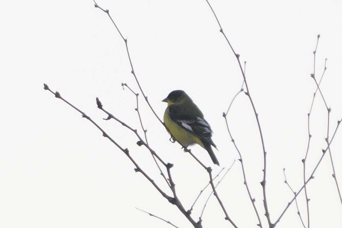 Lesser Goldfinch - ML646453388