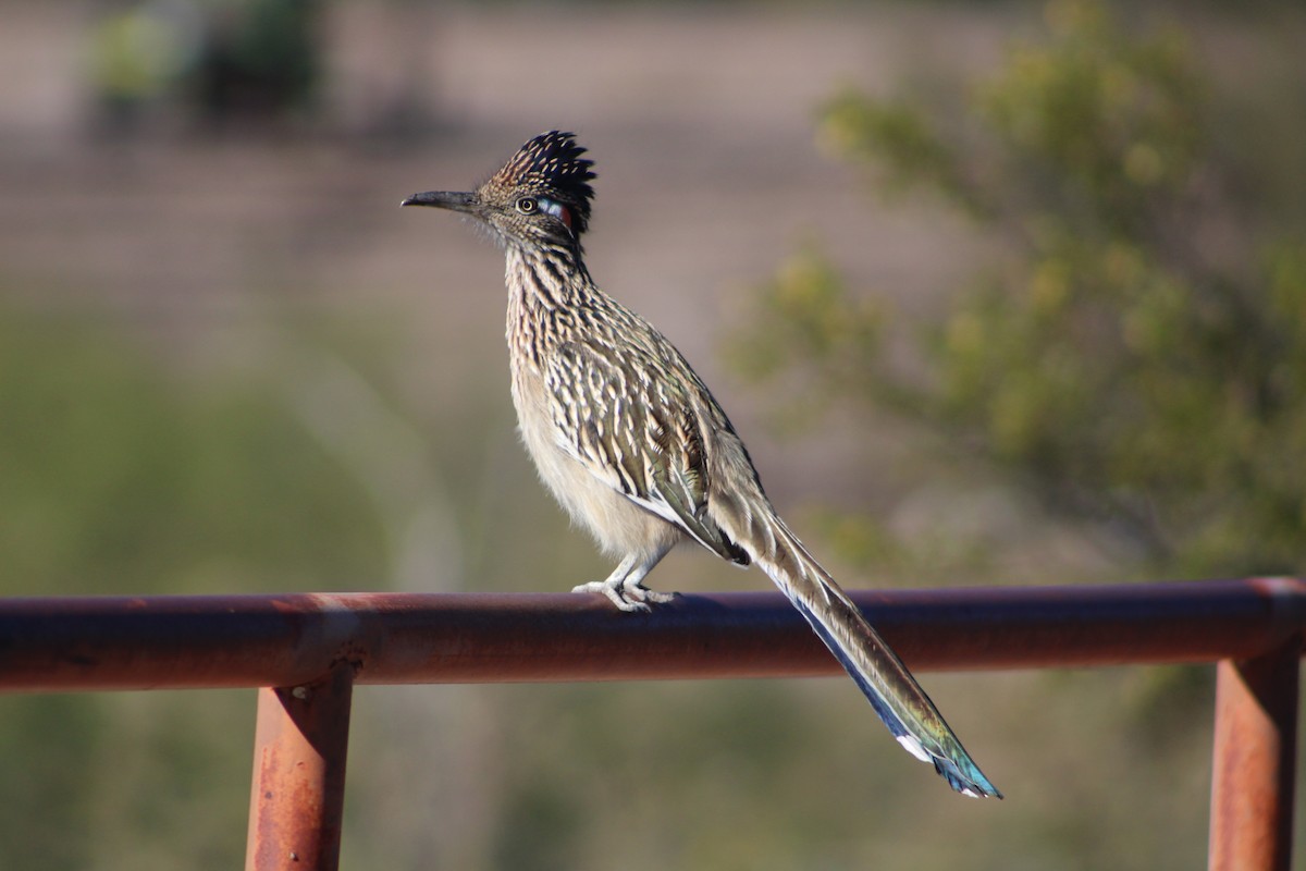 Greater Roadrunner - ML646453391