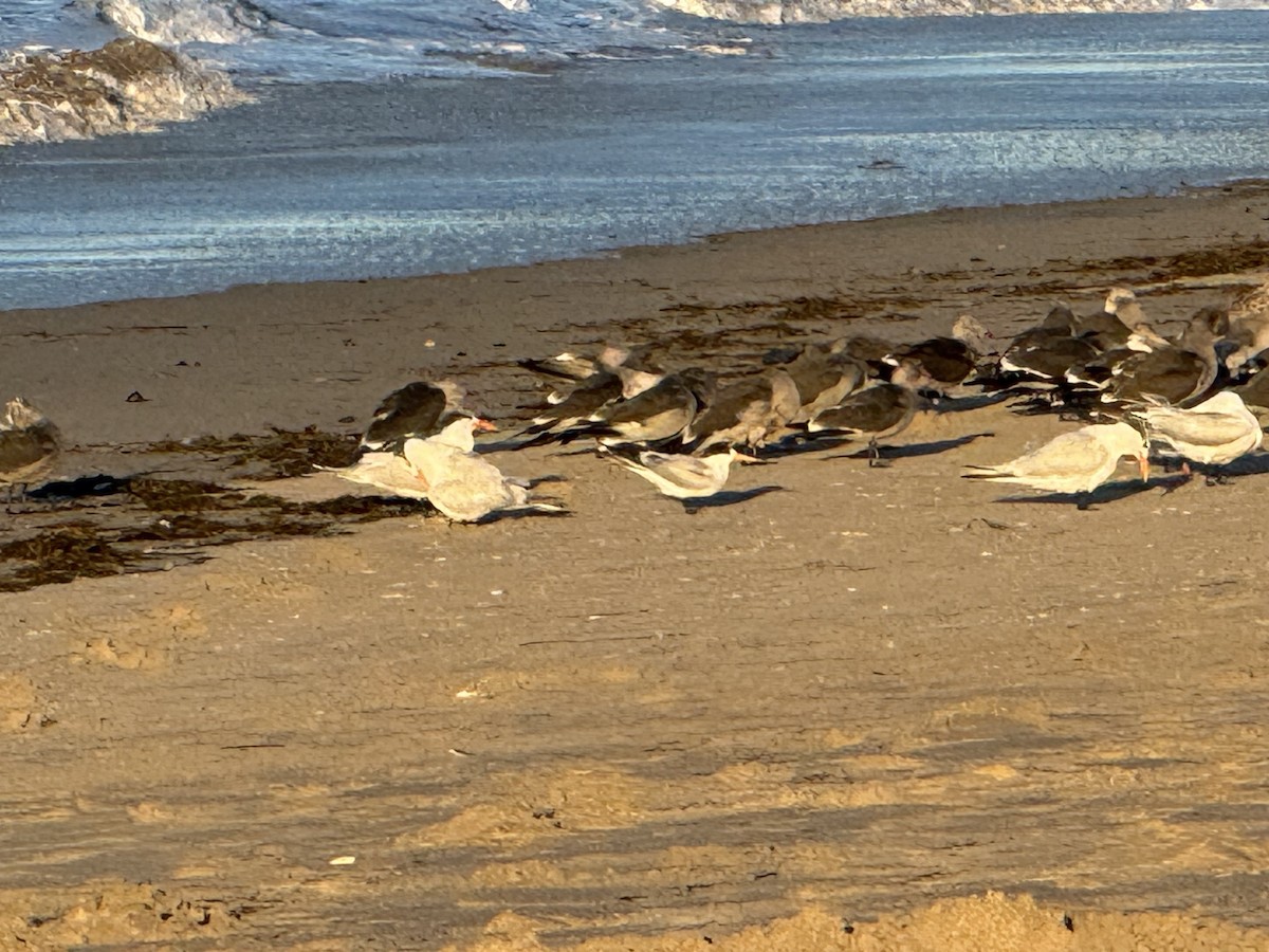 rybák západní - ML646453392