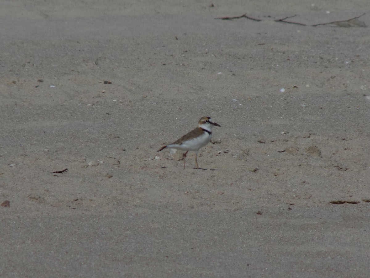 クロオビチドリ - ML646453393