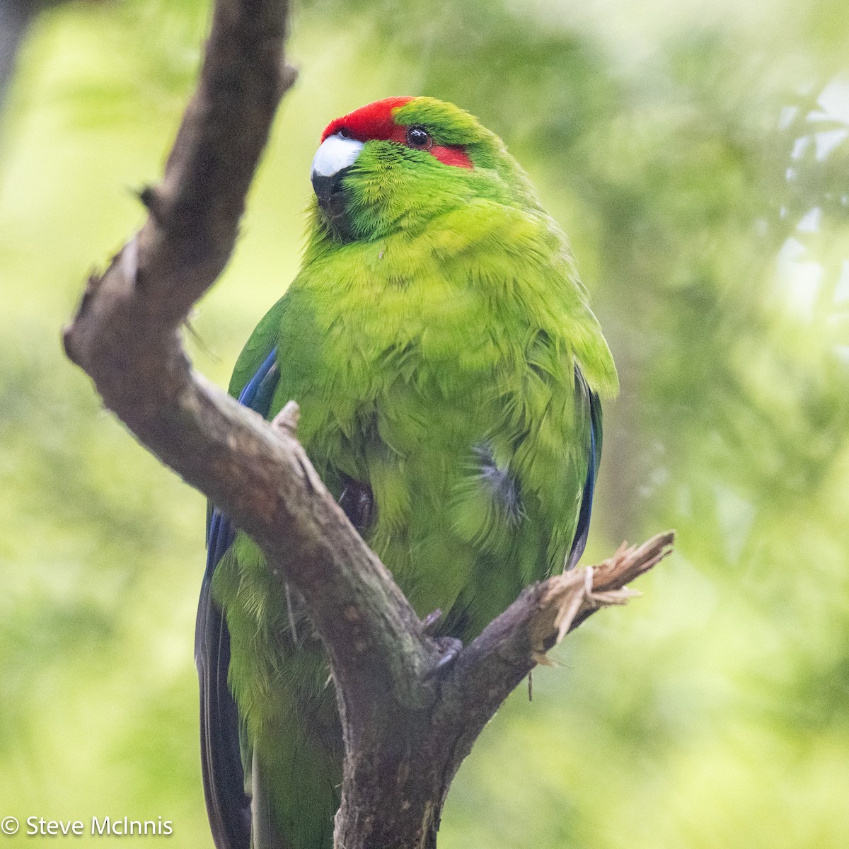 Al Alınlı Papağan - ML646453394