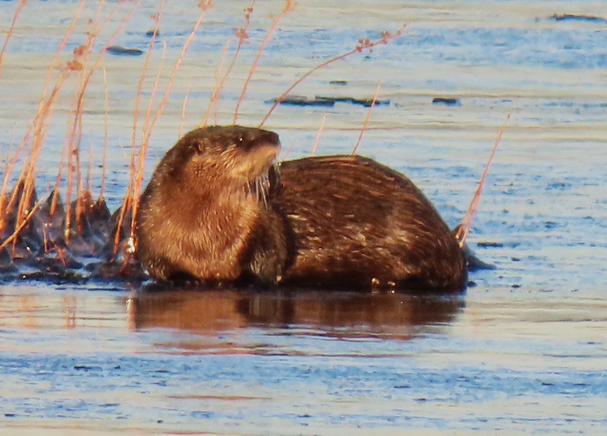 North American River Otter - ML646453395