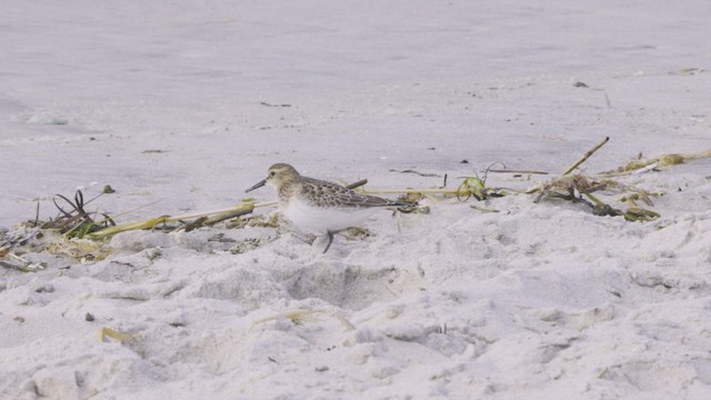Baird's Sandpiper - ML646453396