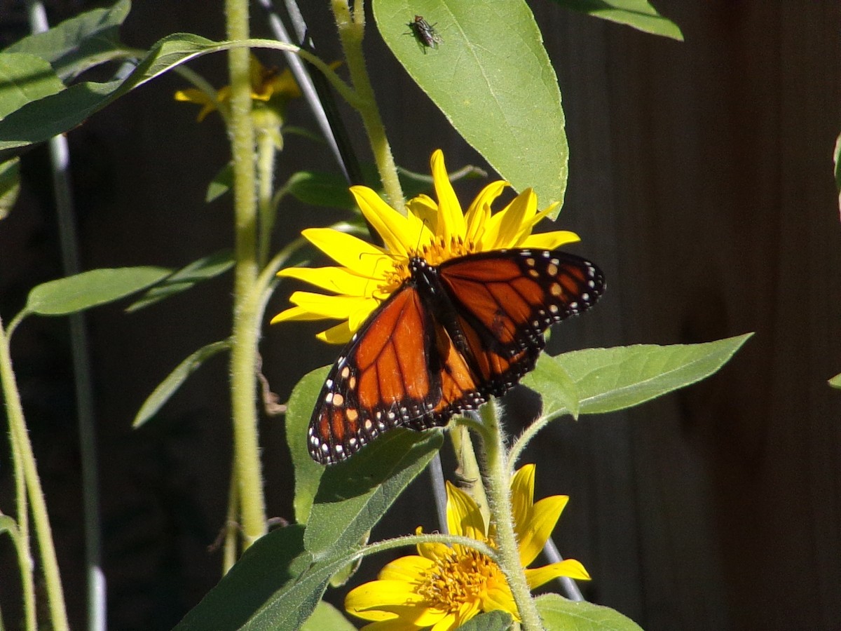 Animals - ML646453399